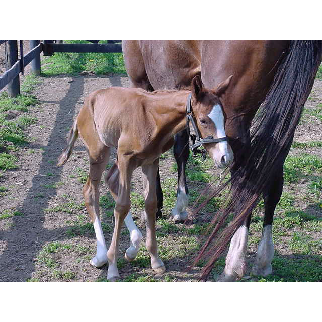 REDBOOT® Corrective Foal Boot - Image 8