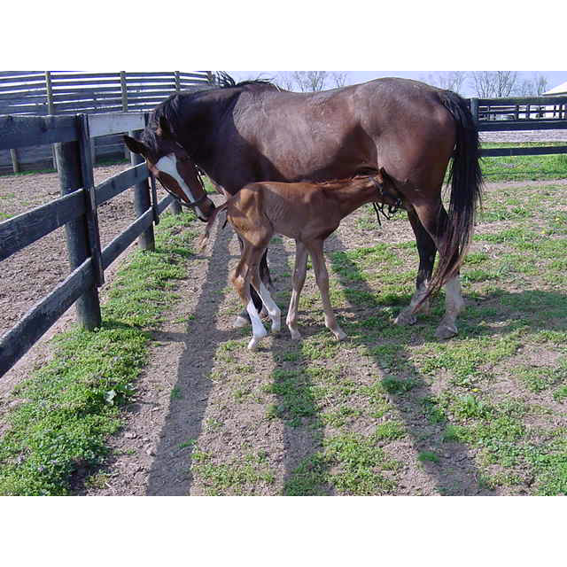 REDBOOT® Corrective Foal Boot - Image 7
