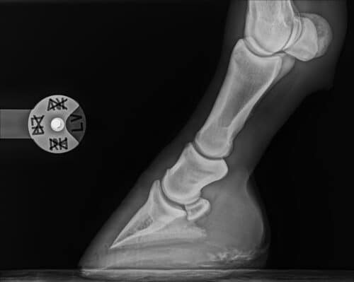 Multiclip DR - Image 4