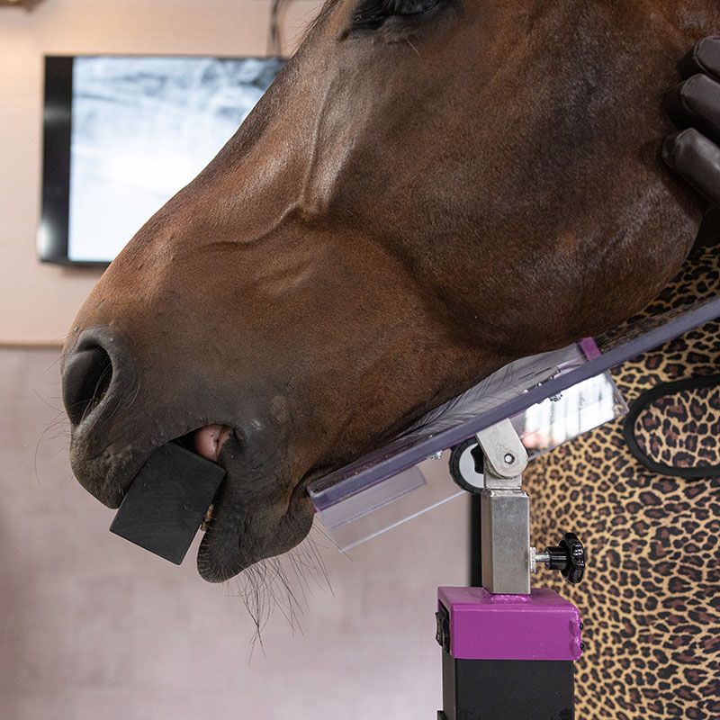 Wykorzystanie urządzenia Dental X-Block podczas wykonywania zdjęć rentgenowskich uzębienia koni