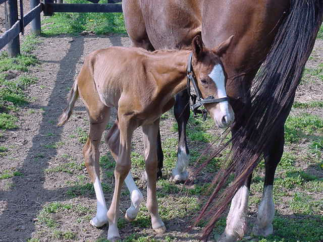 Featuring the Corrective Foal Boot!