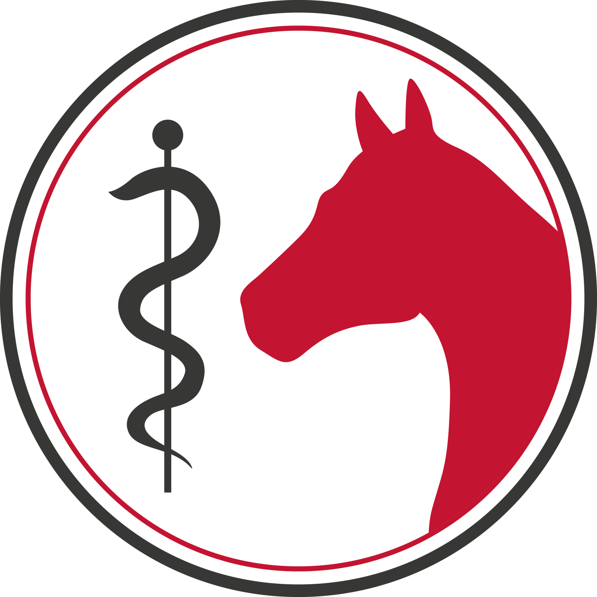 BARKHOF Workshop: The Horse’s Knee Joint