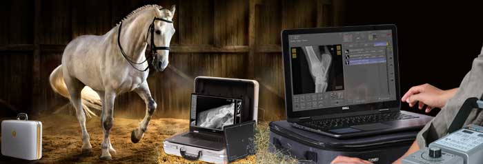 X-ray course Perfect X-ray of the horse’s back