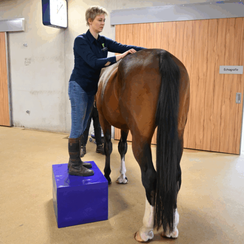 Physio & Chiro Block - Image 6