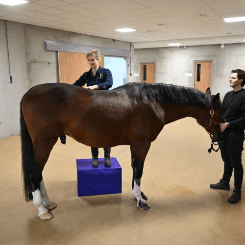 Physio & Chiro Block - Image 7